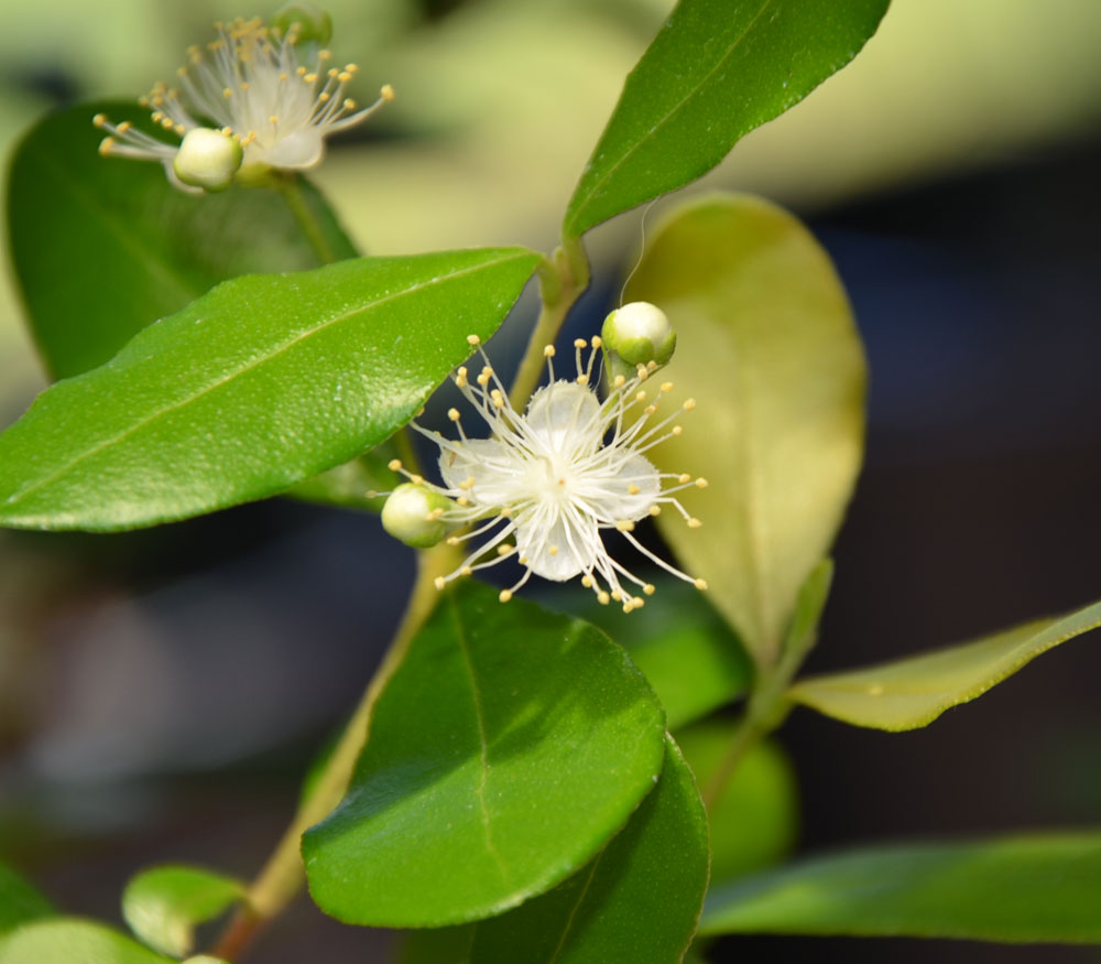 معرفی و راهنمای پرورش درختان میوه - سارتِر گوآوا